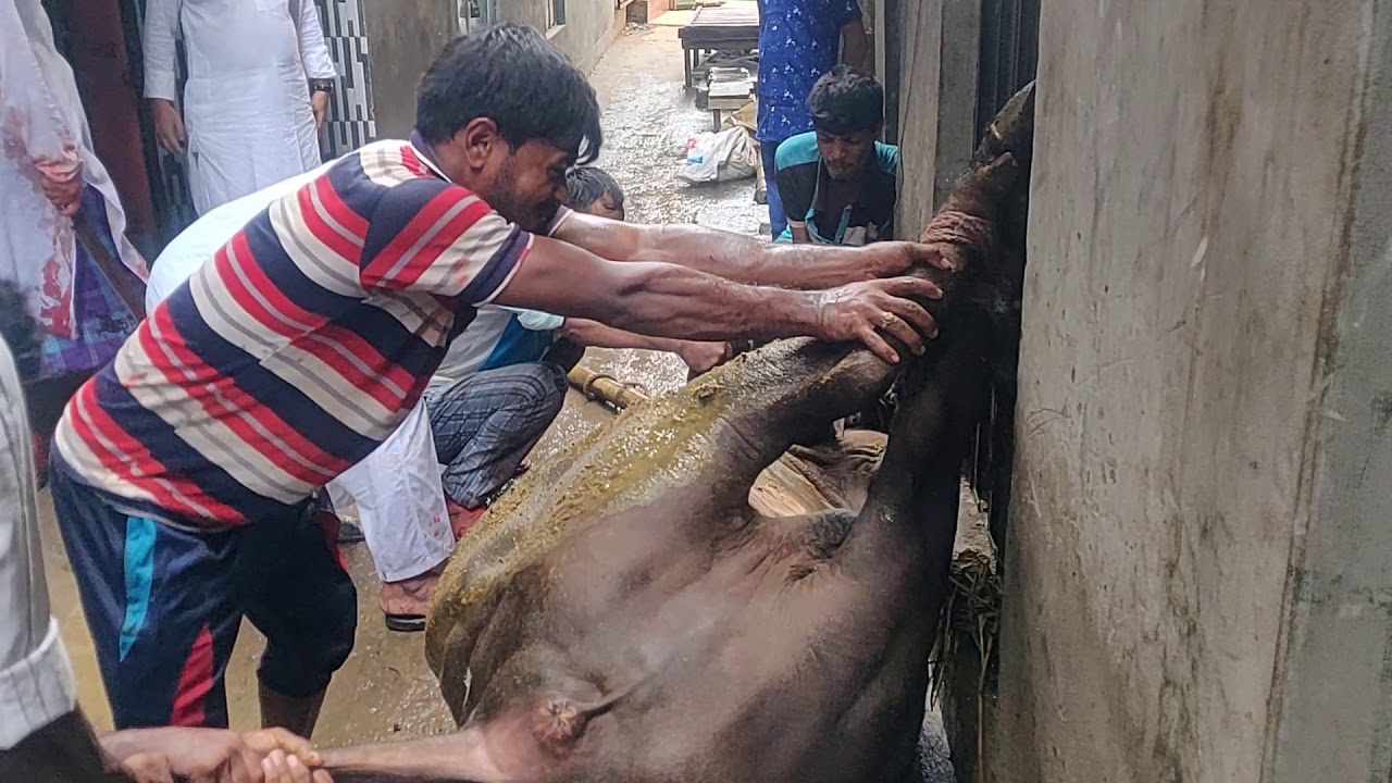 Qurbani Qurbani