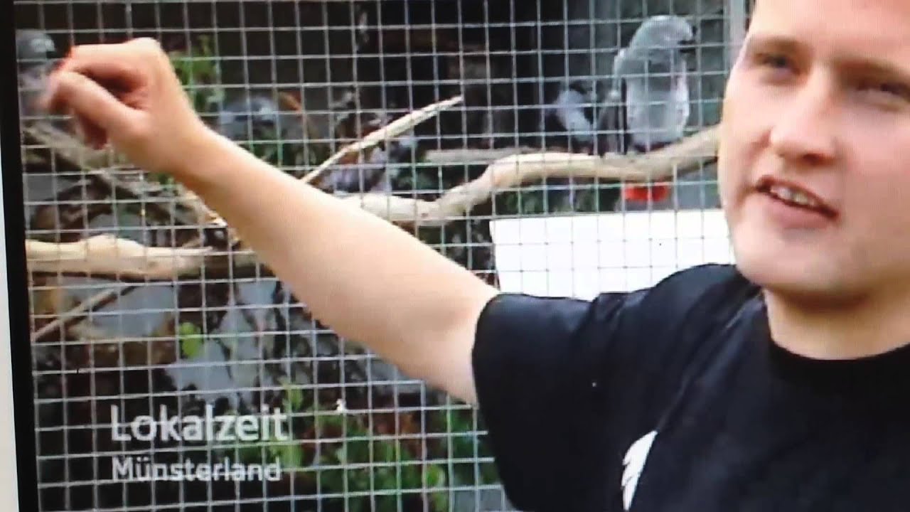 Altersheim für Papageien