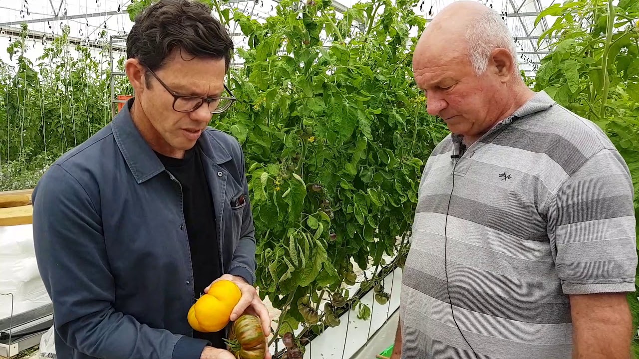 Heirloom Tomatoes YouTube