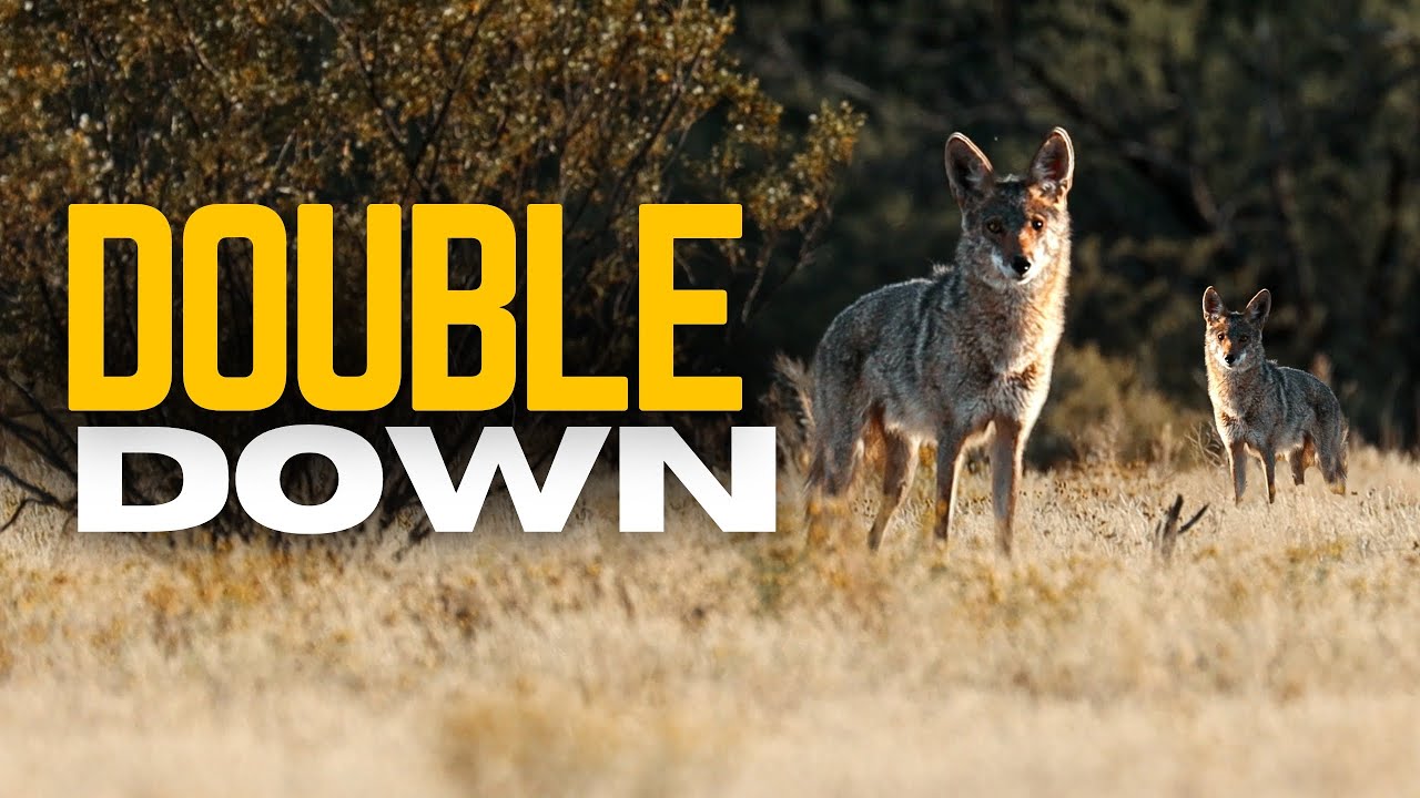 How To Hunt Coyotes In The Spring summer A Complete Guide To Harvest how-to-hunt-coyotes-in-the-spring-summer-a-complete-guide-to-harvest