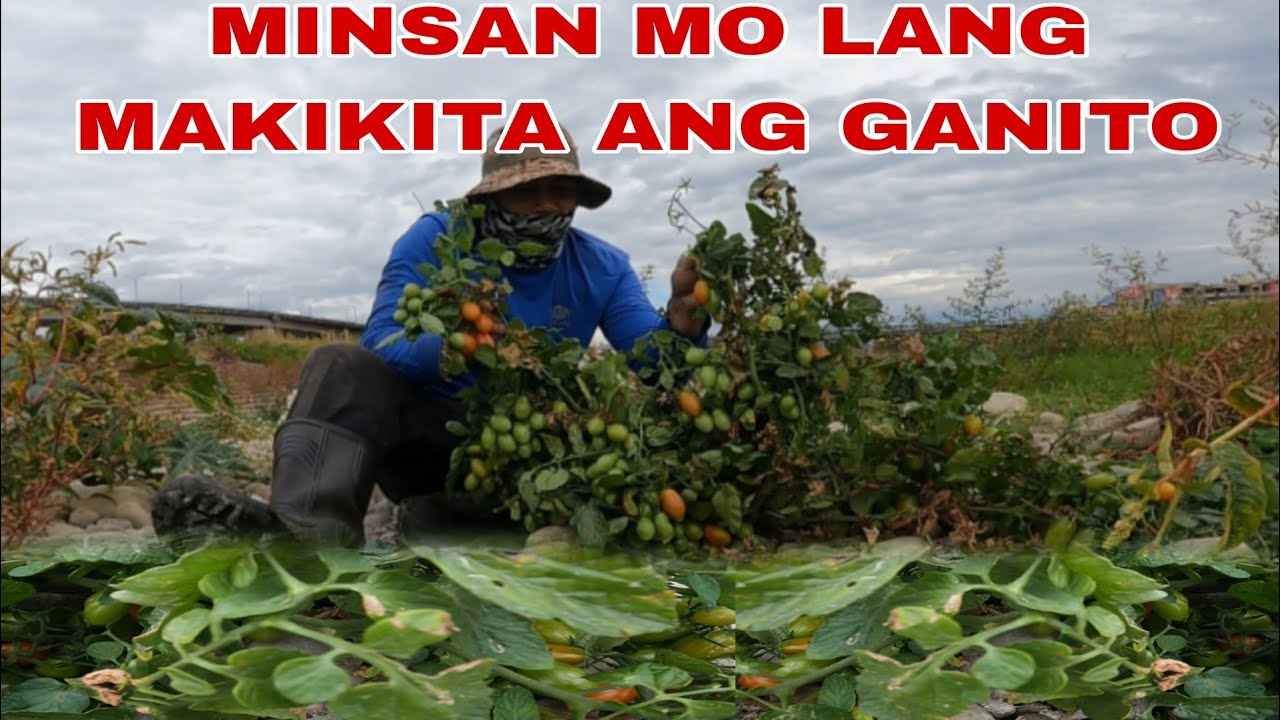 Minsan lang makikita ang ganito karami SA iIsang puno