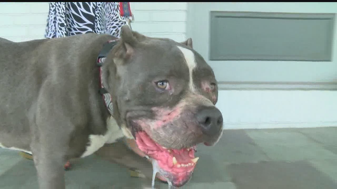 Volunteers Youngstown rescue dog most likely used for fighting YouTube