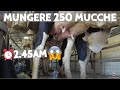 Milking procedure at Le Rogaie - Mungitura a Le Rogaie SUB ENG🇬🇧