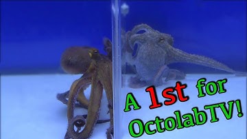 Shocking Twist While Observing Octopus Behavior