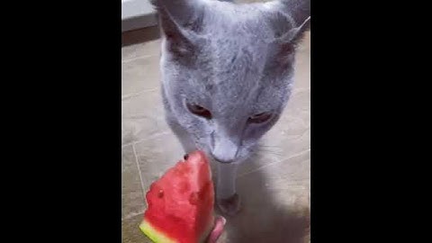 Котик  Веня  ест арбуз.