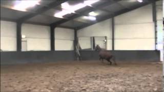 12yo KWPN mare conformation