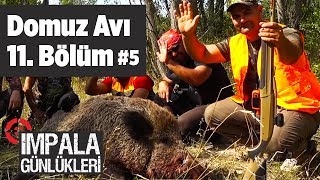 Domuz Avı 5  impala Günlükleri  11.Bölüm - Yaban Tv - Wildboar Hunting - Selçuk Poslu - Turkey