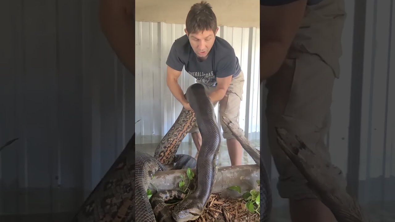 Massive Anaconda 16 Foot Shorts Animalshorts