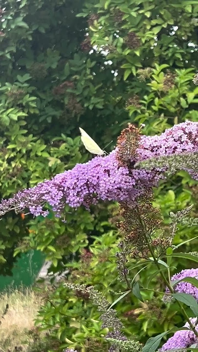 Beautiful butterflies feed themselves with the pollen of the lilac flowers #flowers #memories