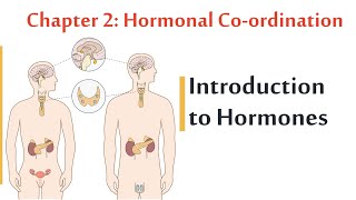 Hormonal Co-ordination - introduction - Biology 3 Sec New System 2021 | شرح بيولوجي لغات 3 ث