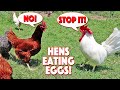 It&#39;s A Chickentastrophe! She Is Eating Her Eggs Again!