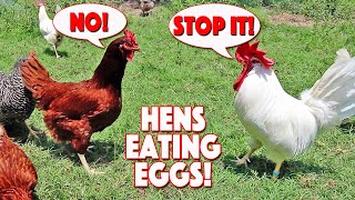 It&#39;s A Chickentastrophe! She Is Eating Her Eggs Again!