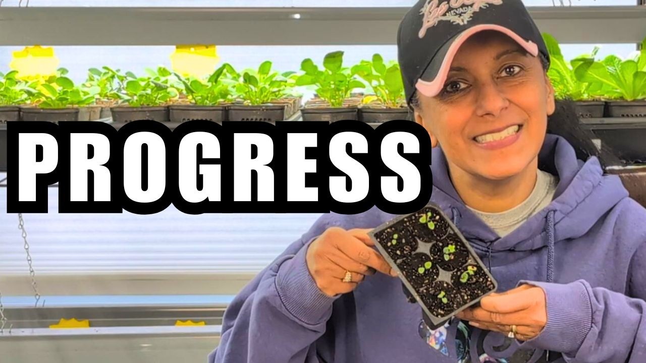 Pot Up Seedlings With Me! (Lavender, Delphinium & Rosemary)