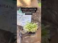 Planting Hosta ‘White Feather’ 🪴 #hostas #shadeplants #garden #gardening #shorts #flowers