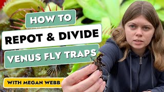Dividing & Repotting Venus Fly Traps – A Step-by-Step Guide With Megan Webb