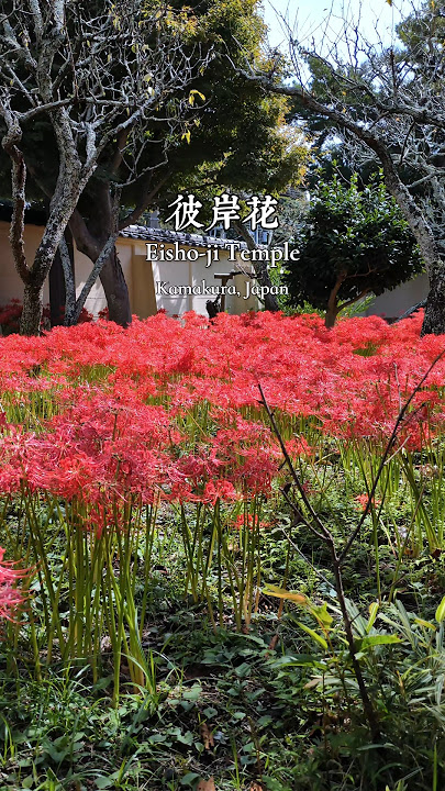 Japan Travel: Red Spider Lily in Kamakura