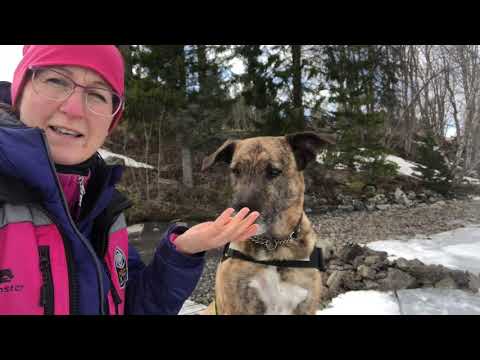 Video: Om Du är Hundägare I Michigan Behöver Du En Hundlicens