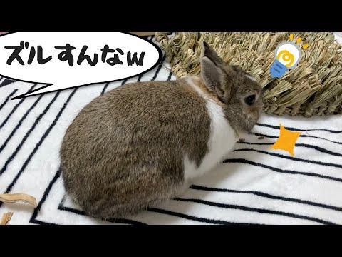 お宝探しに夢中なウサギ Rabbit’s Treasure hunt & ASMR [#60]