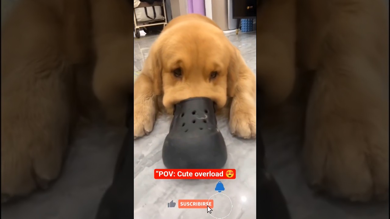 Warning: Cute attack incoming 🚨🐶 