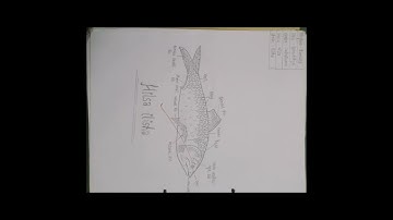 Zoology Practical File||B.Sc Third Year||