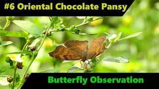 Butterfly Observation Series #6 | Oriental Chocolate Pansy (Junonia iphita iphita)