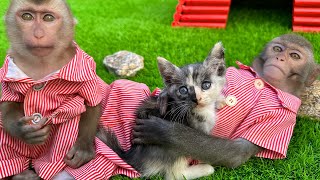 Bim Bim's Help In Taking Care Of The Kittens Is So Cute