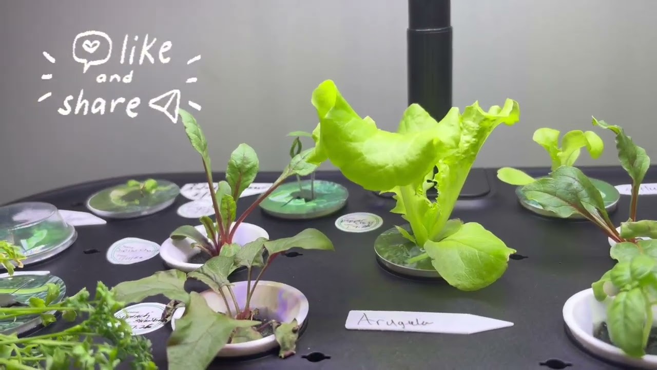 Seeds Are Growing Hydroponically 🌱