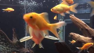 Nami Green Arowana In A Community Aquarium