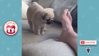 Funny and Cutest Pugs EVER - Cute Animal Videos