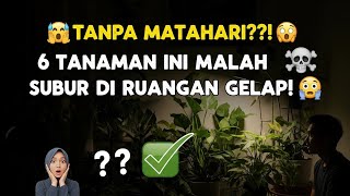 Tanpa Matahari?! 6 Tanaman Ini Malah Subur di Ruangan Gelap!