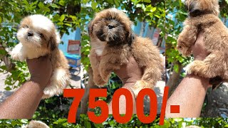 Shihtzu Puppies Available | Location Chilakaluripet | Shihtzu Puppies Available | 7032583427
