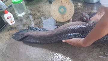 Cá lóc khủng ở miền tây. gần9kg