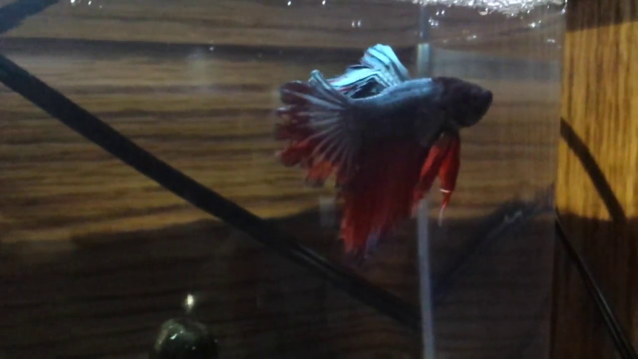 Time progression of a true betta rescue Part 2 - YouTube