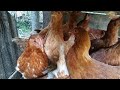 PLANTIOS E NOVA CASA PARA AS COCOTAS - VIDA NA ROÇA - COISAS DA ROÇA - NATUREZA - RECANTO SOSSEGO