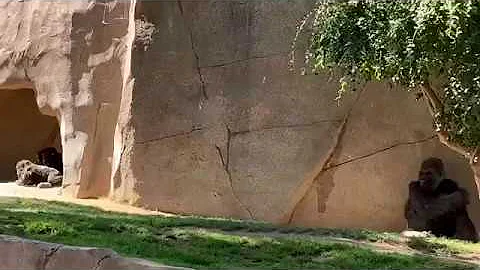 Gorilla Winston family ゴリラ　ウィンストン家族の日々　021819　サンディエゴサファリパーク