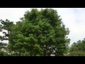 木も草も薬になるよ 東京都薬用植物園２０１２ NO.9 の動画、YouTube動画。