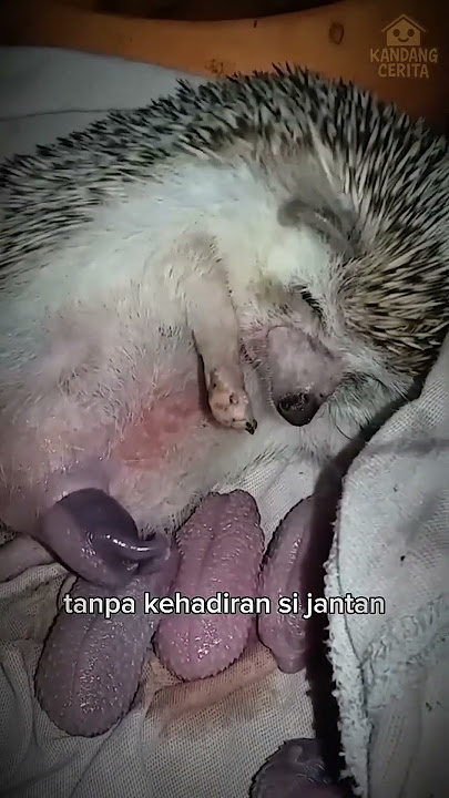 Download lagu Awalnya hanya niat menolongTapi siapa sangka, kisah landak ini berubah jadi misteri yang memilukan🦔💔