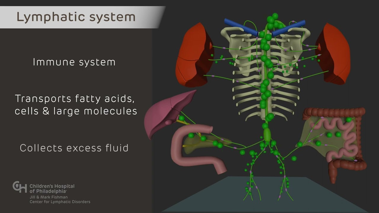 Normal Lymphatic Anatomy and Flow - YouTube