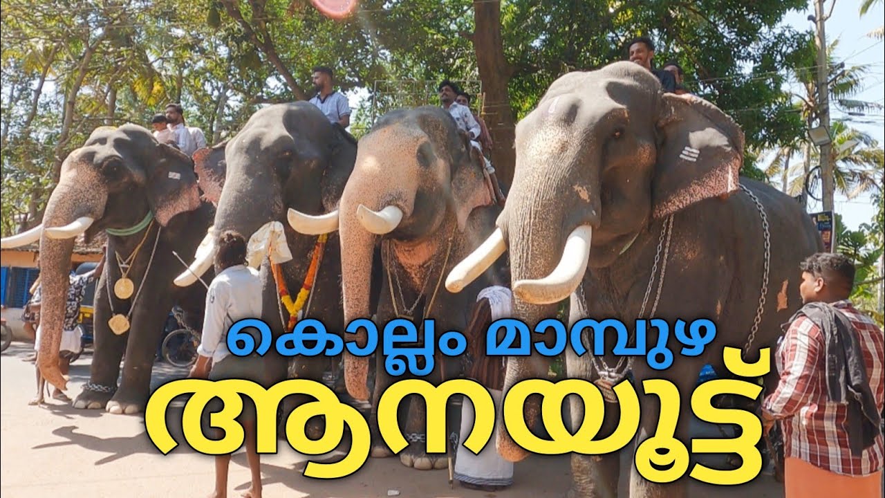 ആനയൂട്ട് |മാമ്പുഴ ആനയൂട്ട്| 2024|മാമ്പുഴ ഇണ്ടിളയപ്പൻ ക്ഷേത്രം | Anayoottu | Sree Indilayappan temple