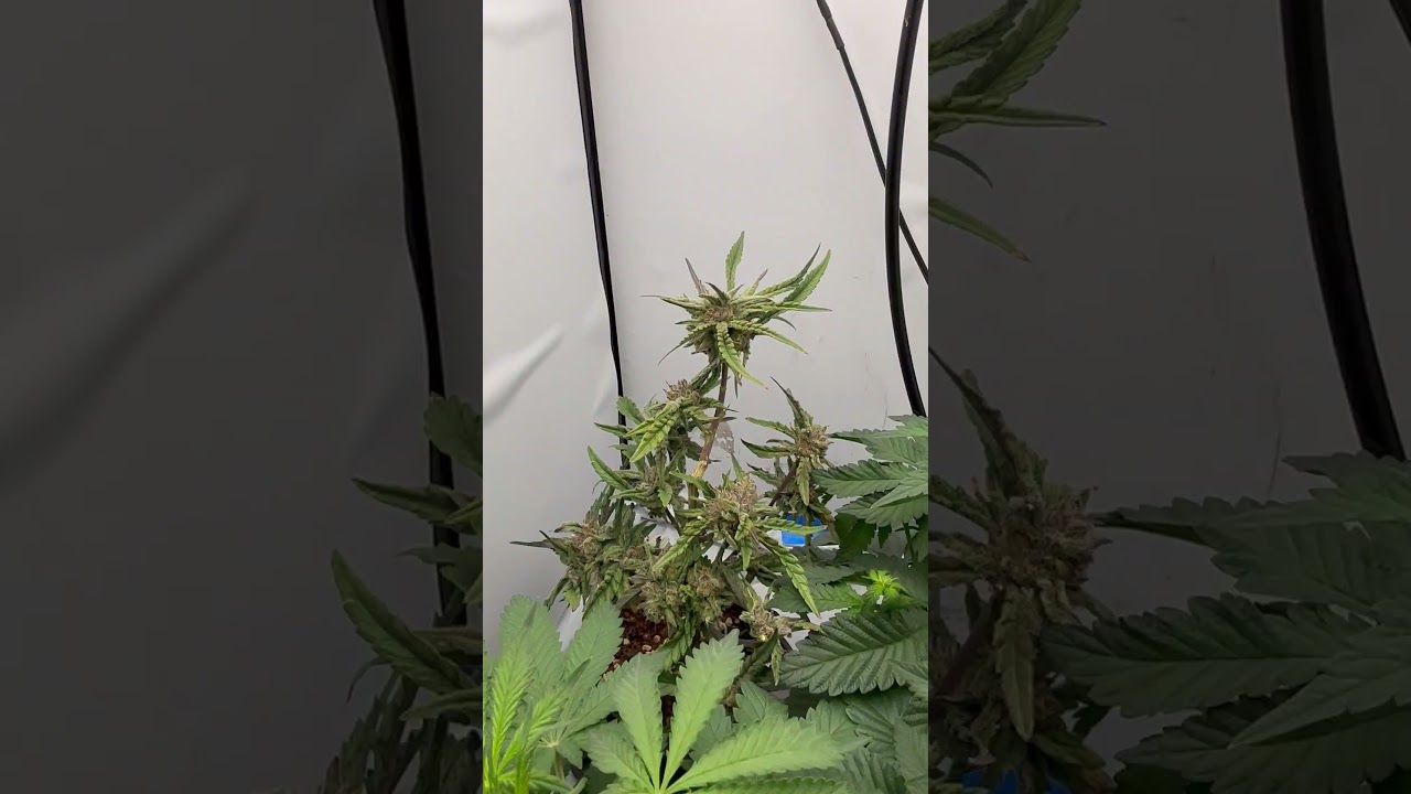 Humboldt Seed Co GSC,  Seedsman Blueberry & White Widow & Cantaloupe Haze week 2 Flower.