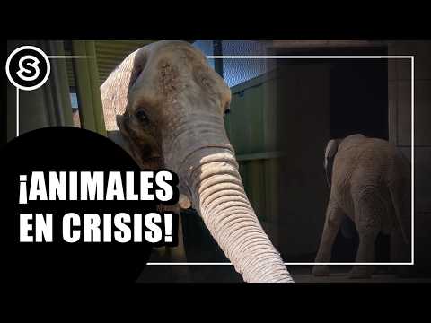 ANNIE: THE ELEPHANT EXPOSING THE ANIMAL WELFARE CRISIS IN MEXICO | REPORT