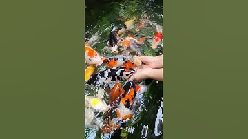 Kasih makan ikan Koi di pagi hari di rumah Pinshome ! 🥰 #decor #homeliving #interiordesign