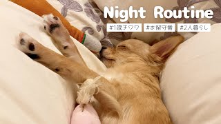 お留守番を頑張った日の甘えん坊チワワ - YouTube