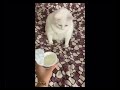 Cat Gags Over Yogurt Cat Gags Over Yogurt