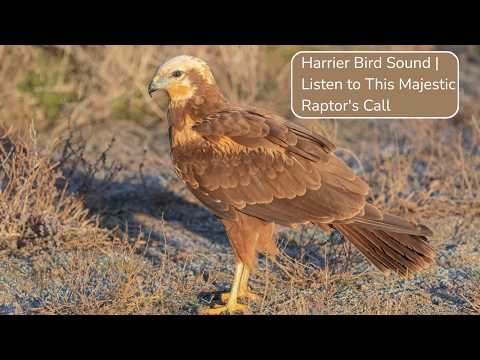Harrier Bird Sound | Listen to This Majestic Raptor's Call