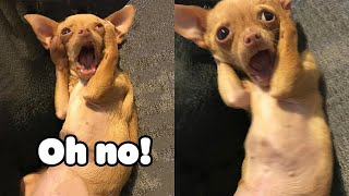 Oh No! Tik Tok - Funny Pets Reaction - Cat and Dog Video