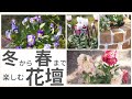 【ガーデニング】冬に咲く花 春まで楽しむ花壇 | おしゃれな花壇づくり