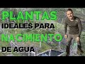 Siembra de Plantas para Nacimiento de Agua