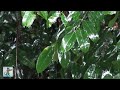 Amazon Jungle Rainstorm • Rain &amp; Thunder Sounds • 3 HOURS 🌧️