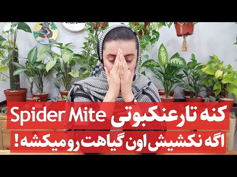 تصویری: نحوه تزئین برای کریسمس: 13 مرحله (همراه با تصاویر)